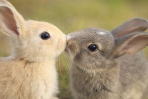 変換 ～ kissing-cute-animals-12