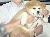 プーチンの元に贈られることになった秋田犬が絶望的な表情をしている件