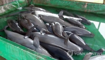 【韓国】仁川海域で誤って網にかかるクジラ類が急増　今年1377頭