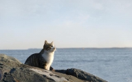 海辺に暮らす猫さん達の画像集